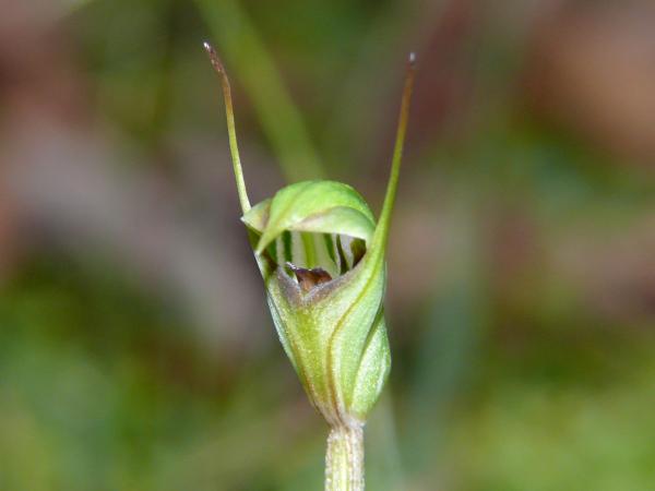 Taurantha concinna - Trim Greenhood.jpg